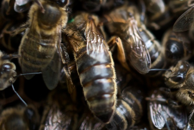 You are currently viewing More on bees and Neonicotinoid pesticides