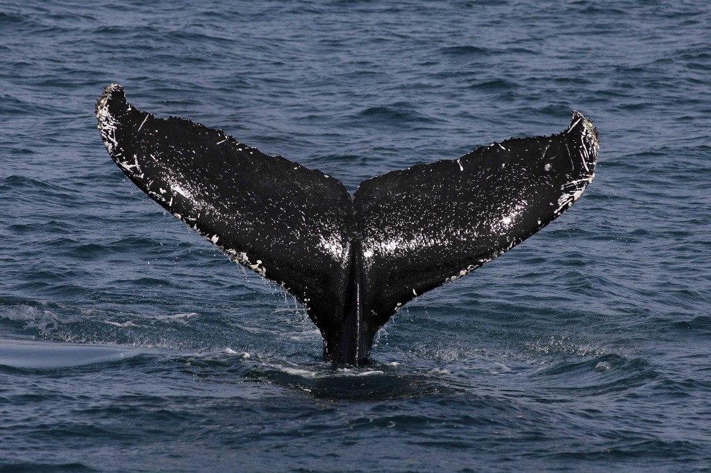 Image of a whale tail.