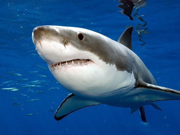 Image of a Great White Shark