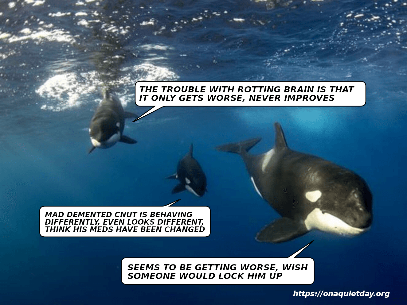 Orcas discuss rotting brain, front Orca says he wishes someone would Lock Him Up, small Orca says he thinks that his meds have been changed.